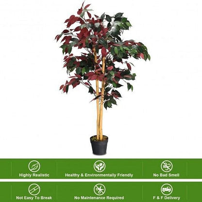 Potted plant with red and green leaves on a white background